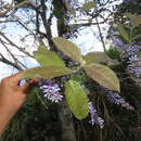 Petrea rugosa Kunth resmi