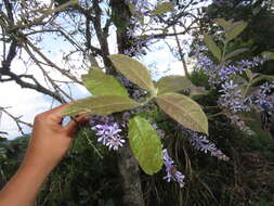 Petrea rugosa Kunth resmi