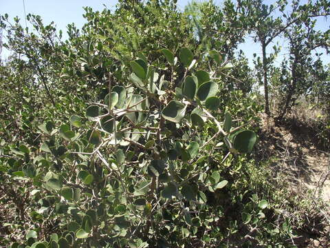 Image of Dovyalis rotundifolia (Thunb.) Harv.