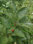 Image of alpine honeysuckle