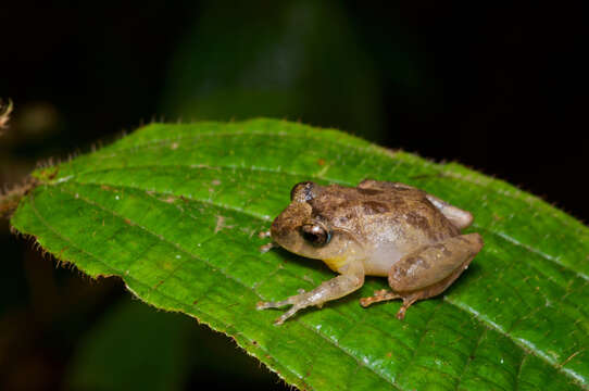 Imagem de Pseudophilautus popularis (Manamendra-Arachchi & Pethiyagoda 2005)