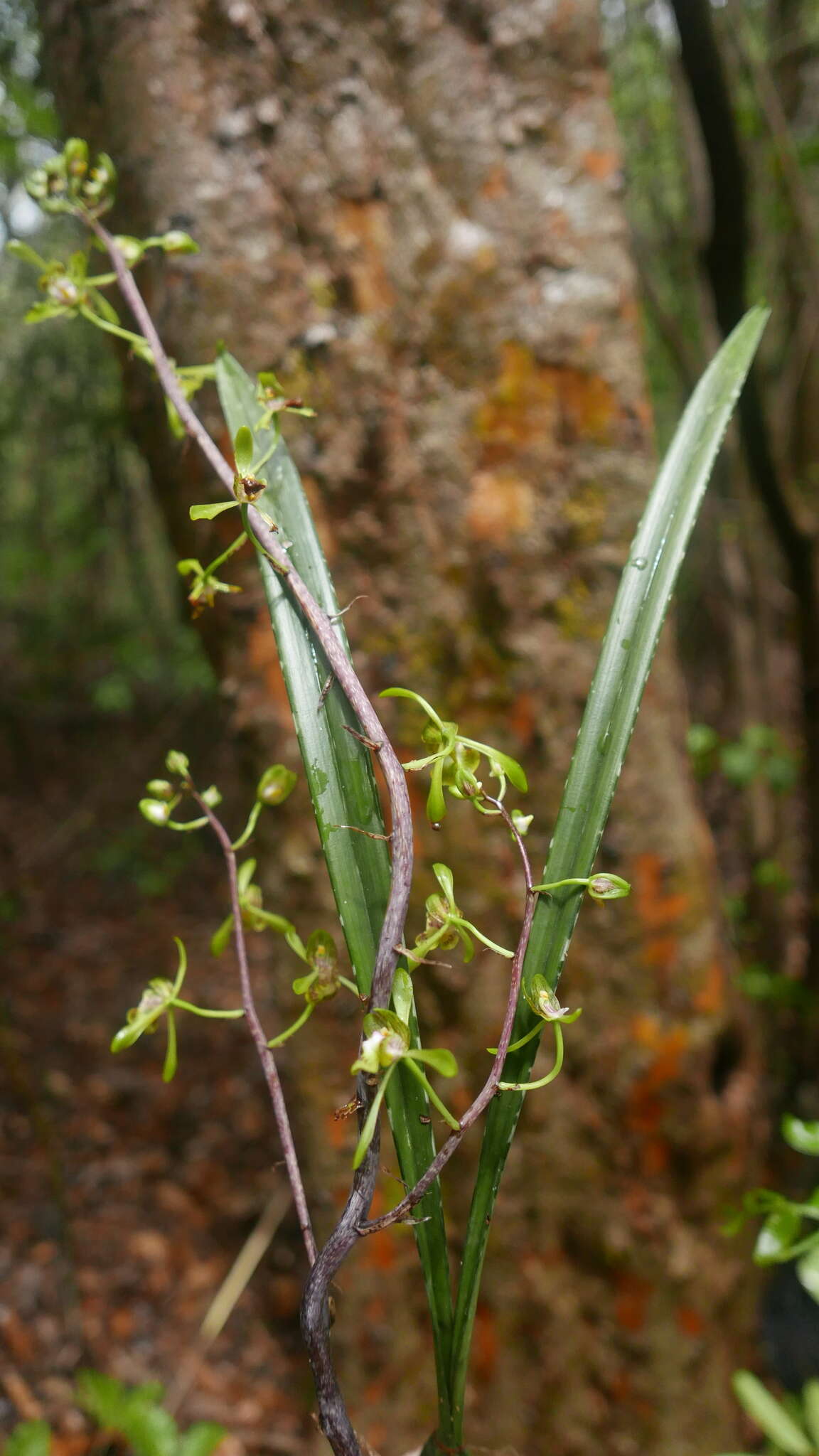 Image de Oeceoclades calcarata (Schltr.) Garay & P. Taylor