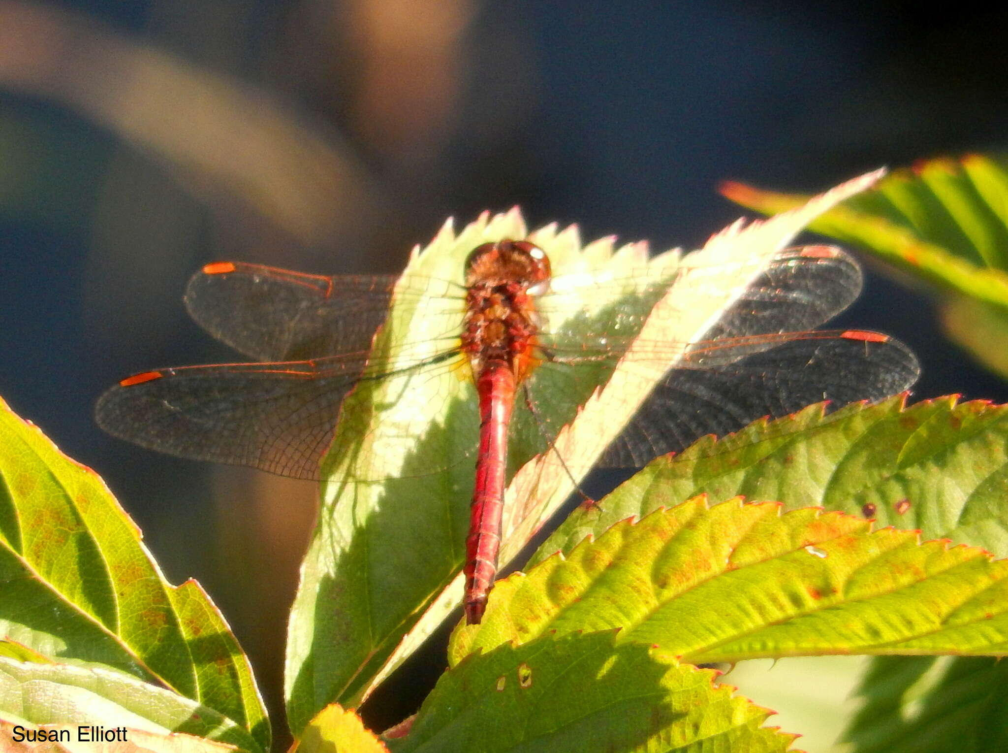 Image of Saffron-winged Meadowhawk