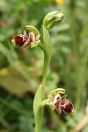 Image of Ophrys umbilicata Desf.