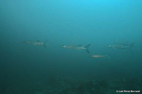 Image of Guinean barracuda