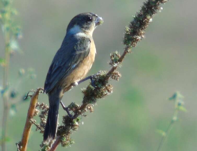 Image of Cinnamon-rumped Seedeater