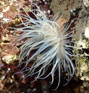 Image of small snakelocks anemone