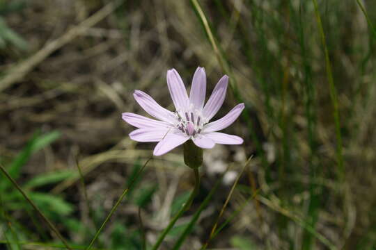 Image of Podospermum purpureum (L.) W. D. J. Koch & Ziz