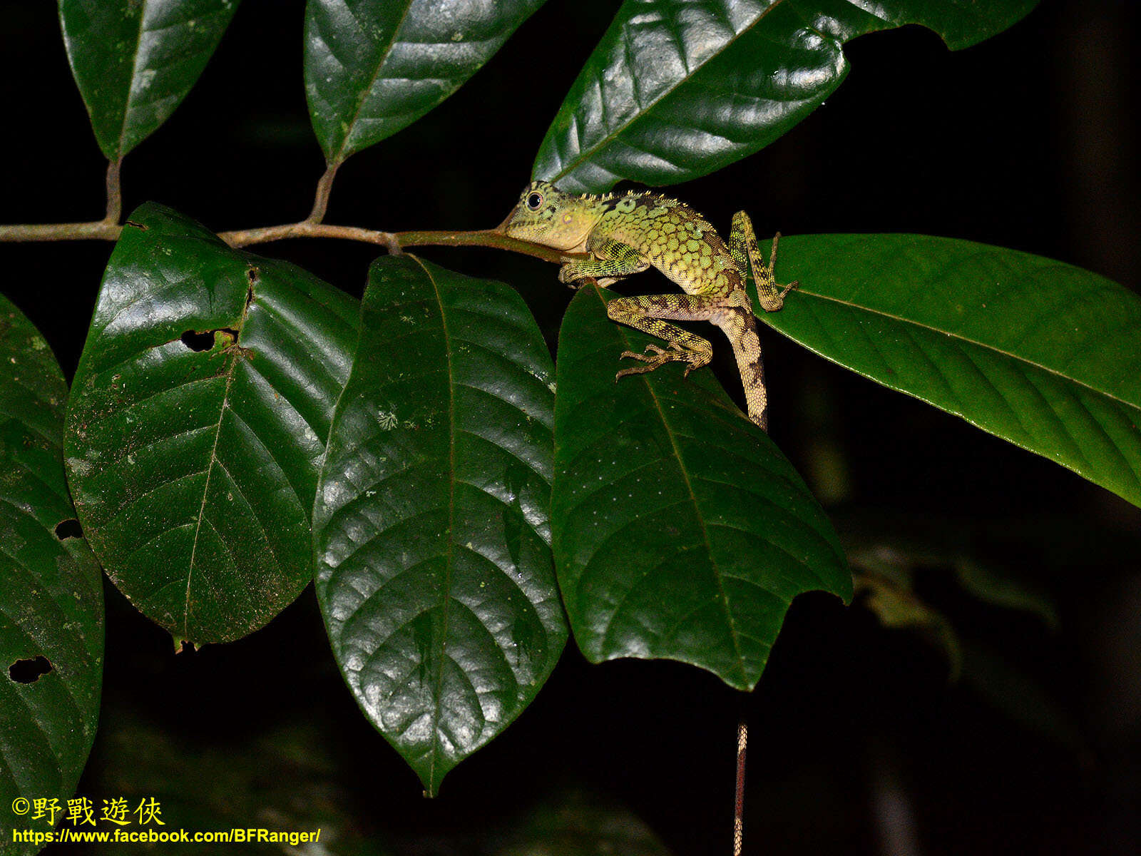 صورة Gonocephalus bornensis (Schlegel 1851)