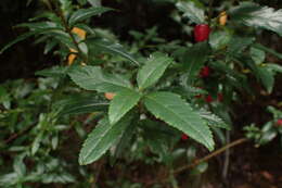 Image of Aristotelia peduncularis (Labill.) J. D. Hook.