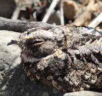 صورة Systellura longirostris bifasciata (Gould 1837)