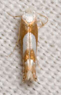 Image of Phyllonorycter fitchella (Clemens 1860)