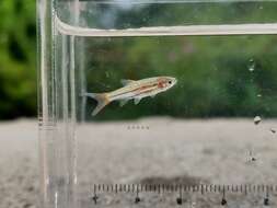 Image of Southeast Asian yellowtail rasbora