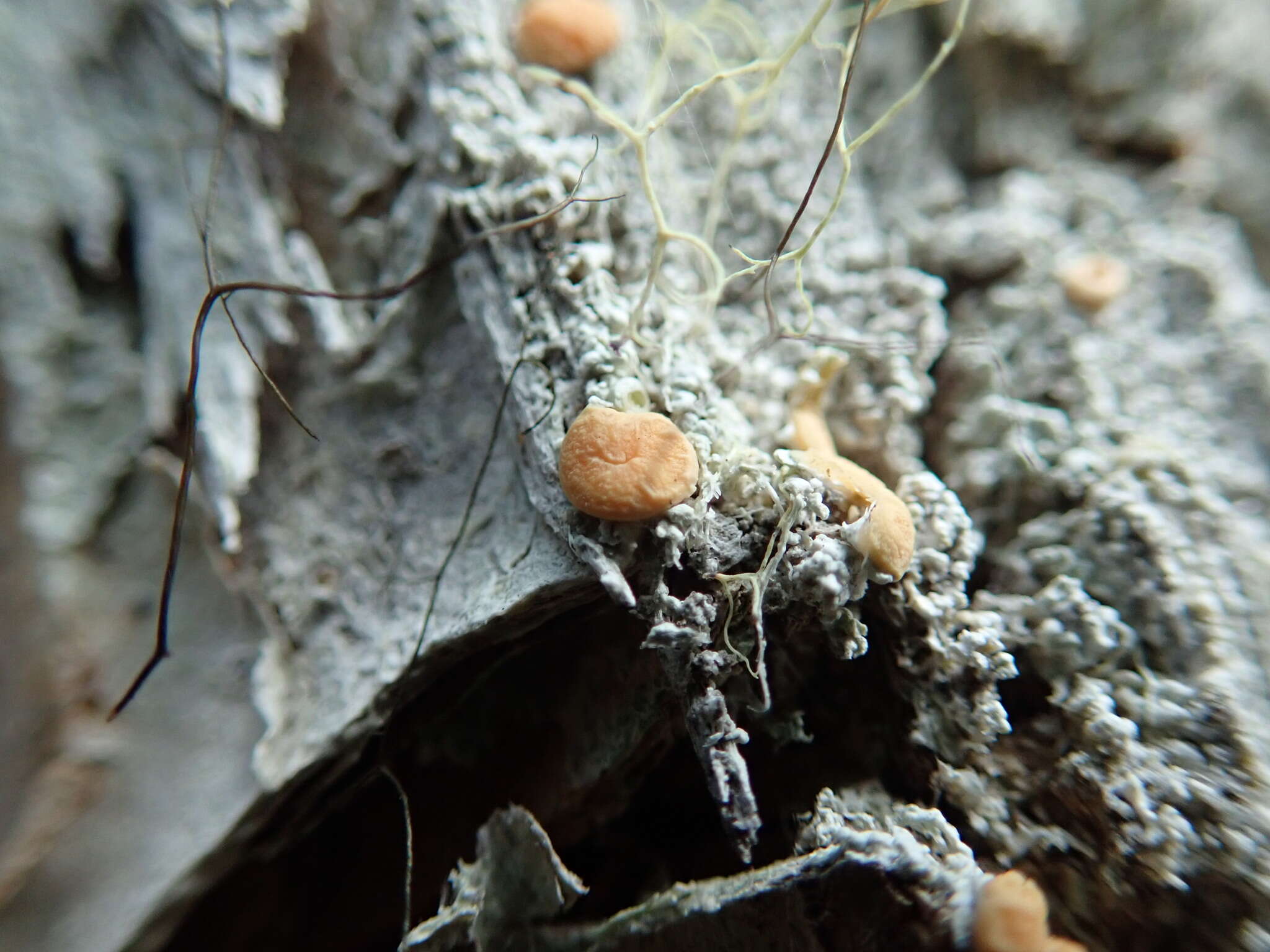 Image of Oregon crabseye lichen