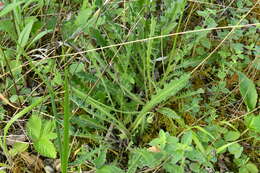 Image of bristly hawkbit