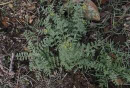 Image of western tansymustard