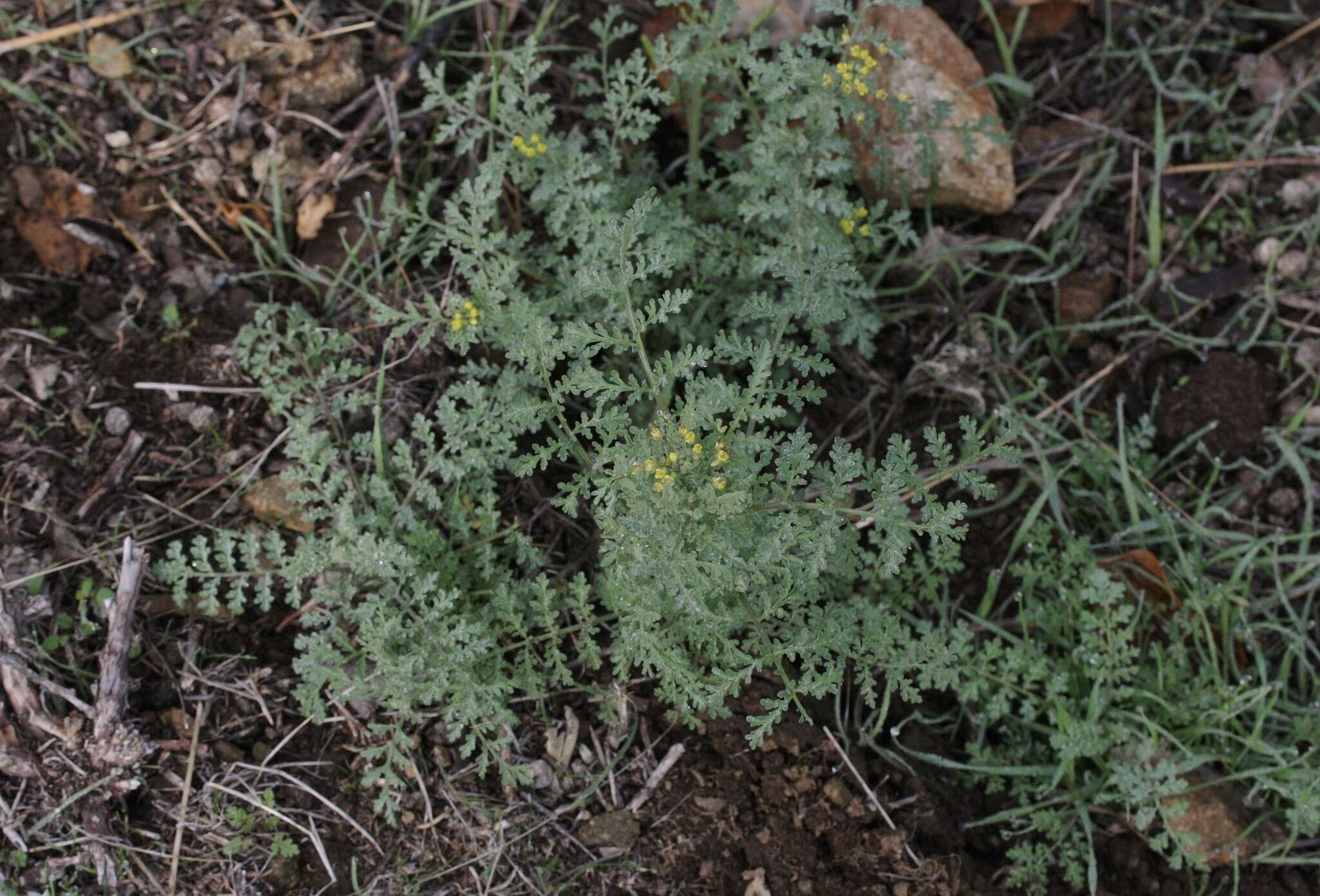 Plancia ëd Descurainia pinnata (Walter) Britton