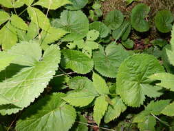 Image of golden ragwort