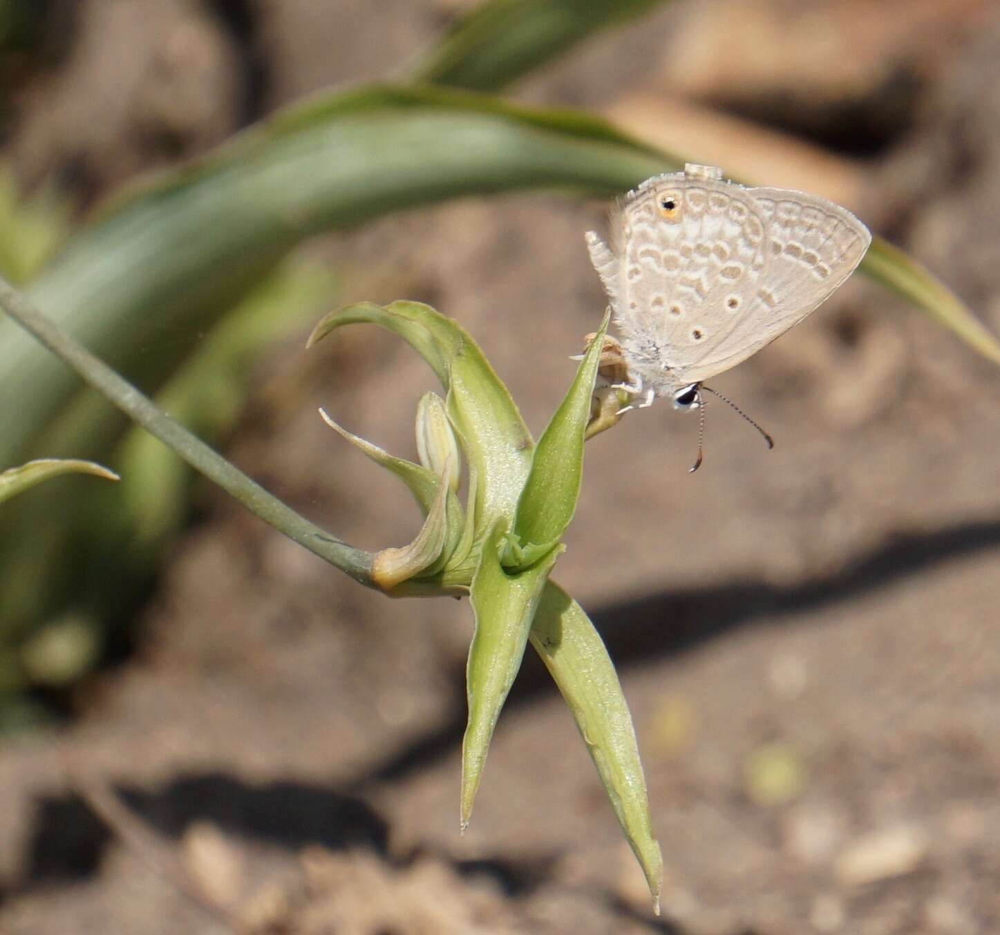 صورة Euchrysops malathana (Boisduval 1833)