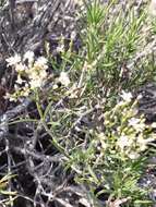 Imagem de Eriogonum leptophyllum (Torr. & Gray) Woot. & Standl.