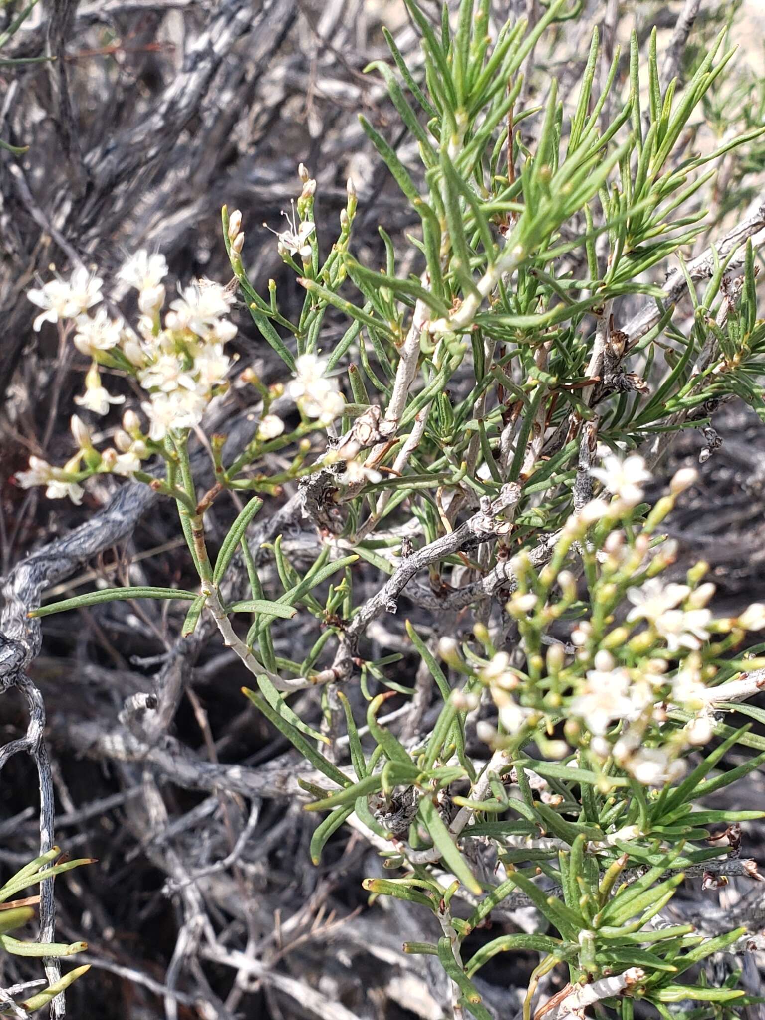 Imagem de Eriogonum leptophyllum (Torr. & Gray) Woot. & Standl.