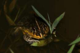 Image of African Bullfrog