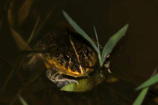 Image of African Bullfrog