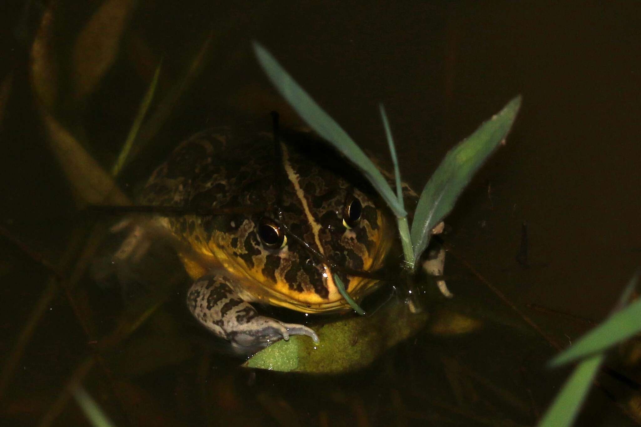 Image of African Bullfrog