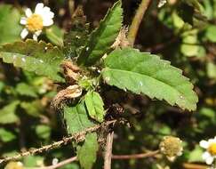 Image of threelobe false mallow