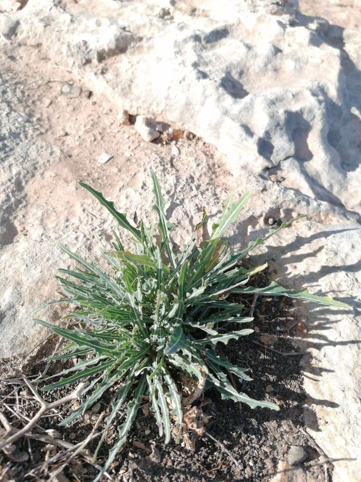 Image of Launaea lanifera Pau