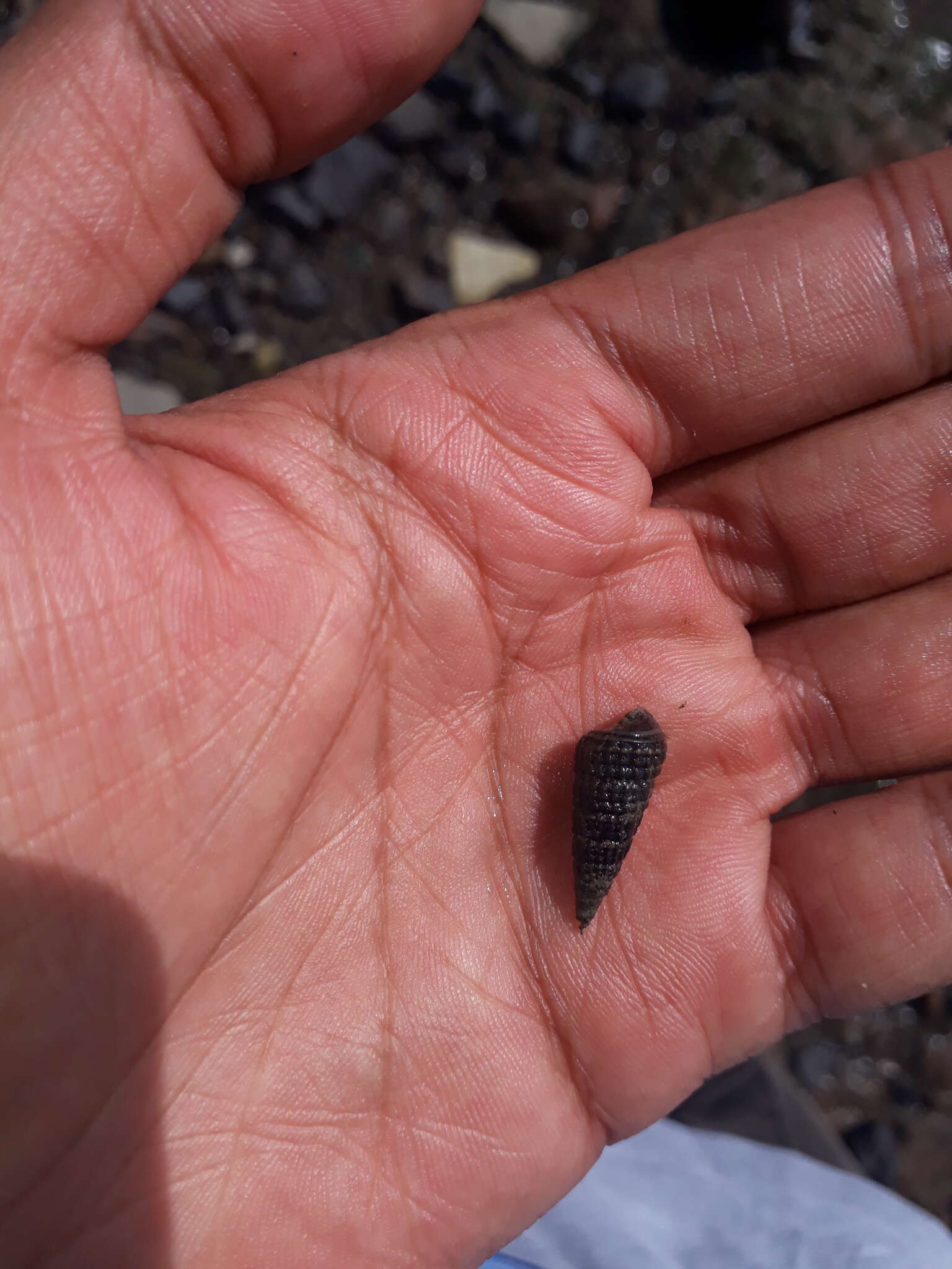 Image of girdled horn shell