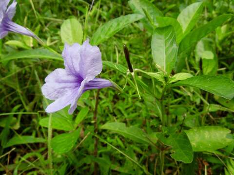 Imagem de Ruellia tuberosa L.