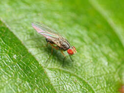 Image of Pomace fly