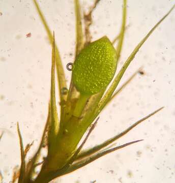 Image of pleuridium moss