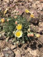 Imagem de Erigeron poliospermus A. Gray