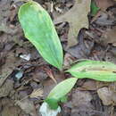 Erythronium umbilicatum subsp. umbilicatum的圖片