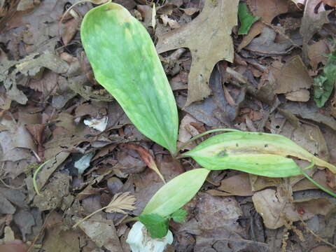 Image of dimpled troutlily