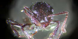 Image of Crematogaster laestrygon Emery 1869