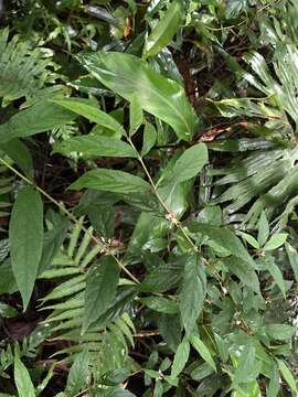 Image of Callicarpa randaiensis Hayata