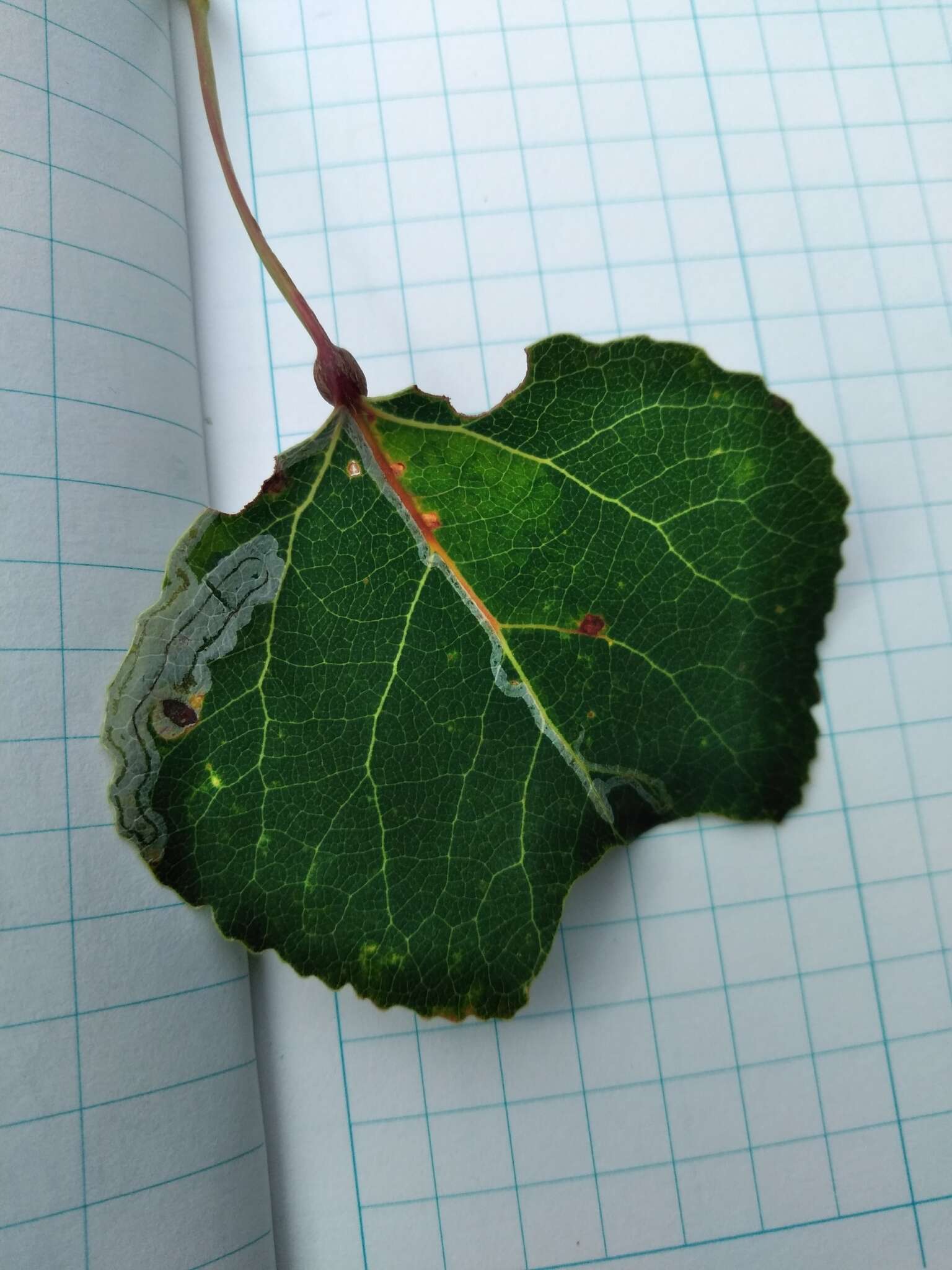 Image of Common Aspen Leaf Miner