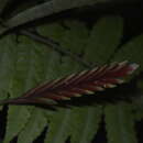 Image of Vriesea dubia (L. B. Sm.) L. B. Sm.