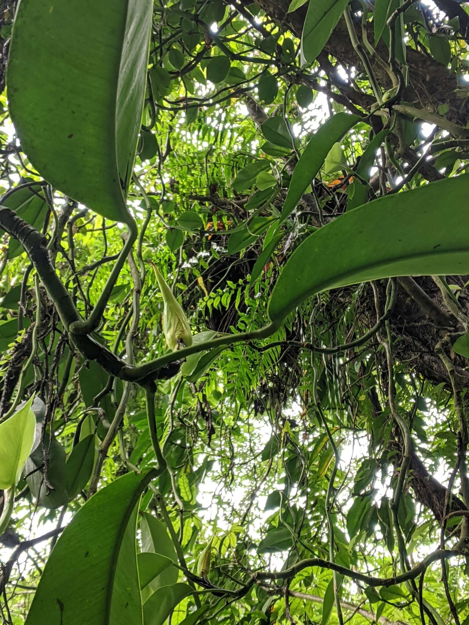 Image of Rhaphidophora hongkongensis Schott