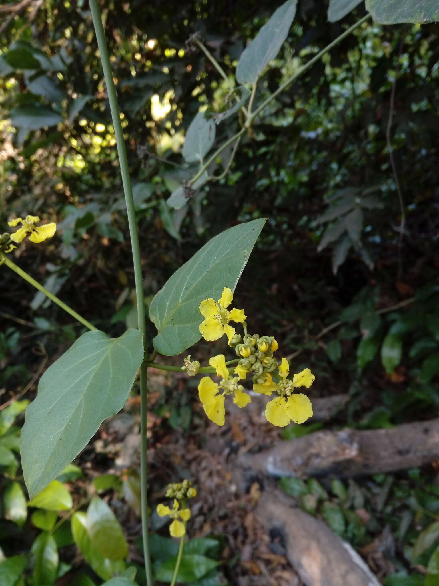 Imagem de Stigmaphyllon ellipticum (Kunth) A. Juss.