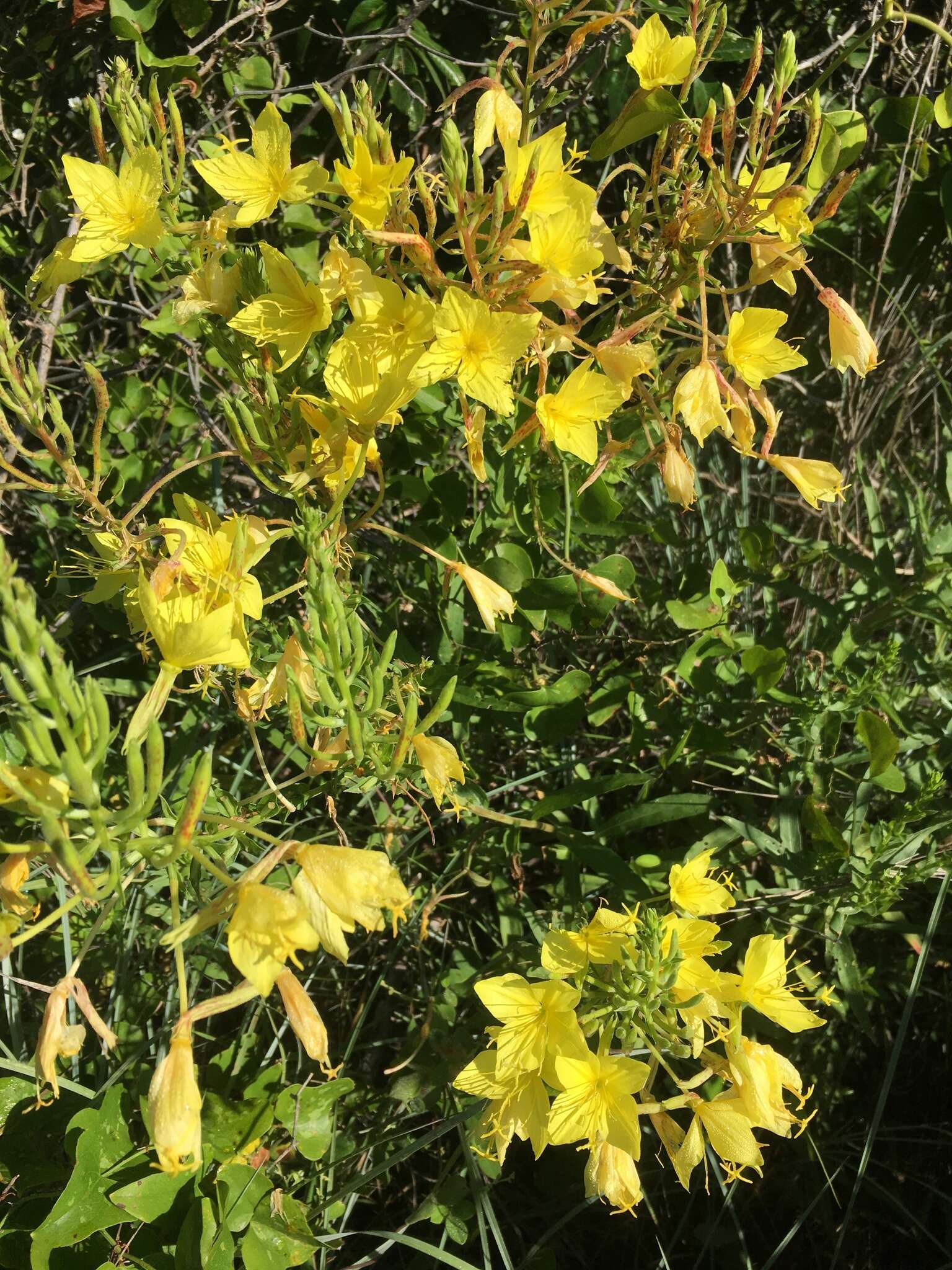 صورة Oenothera rhombipetala Nutt. ex Torr. & Gray