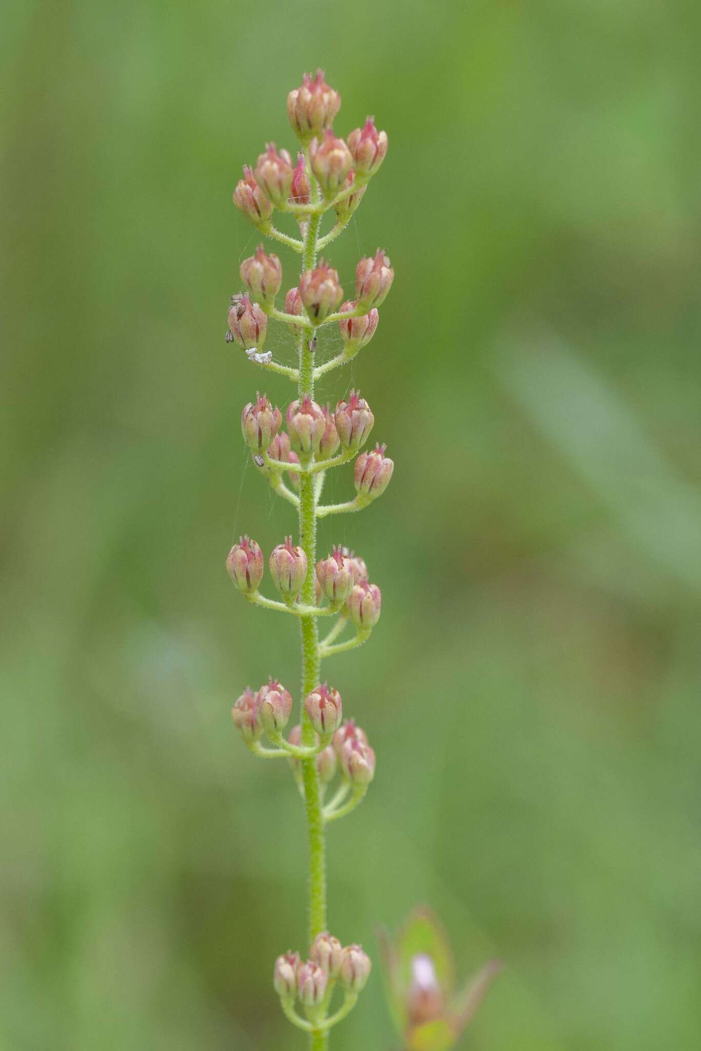 Image of coastal false asphodel