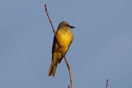 Image of Couch's Kingbird