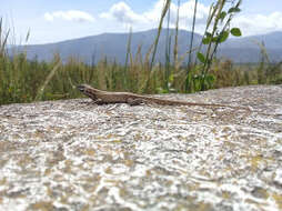 Image of Stenocercus chota Torres-carvajal 2000