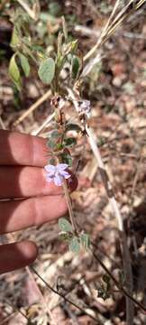 صورة Barleria spinulosa Klotzsch