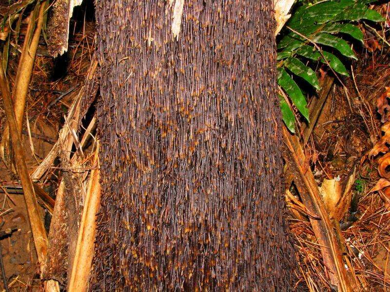 Image of Lacy Tree Fern