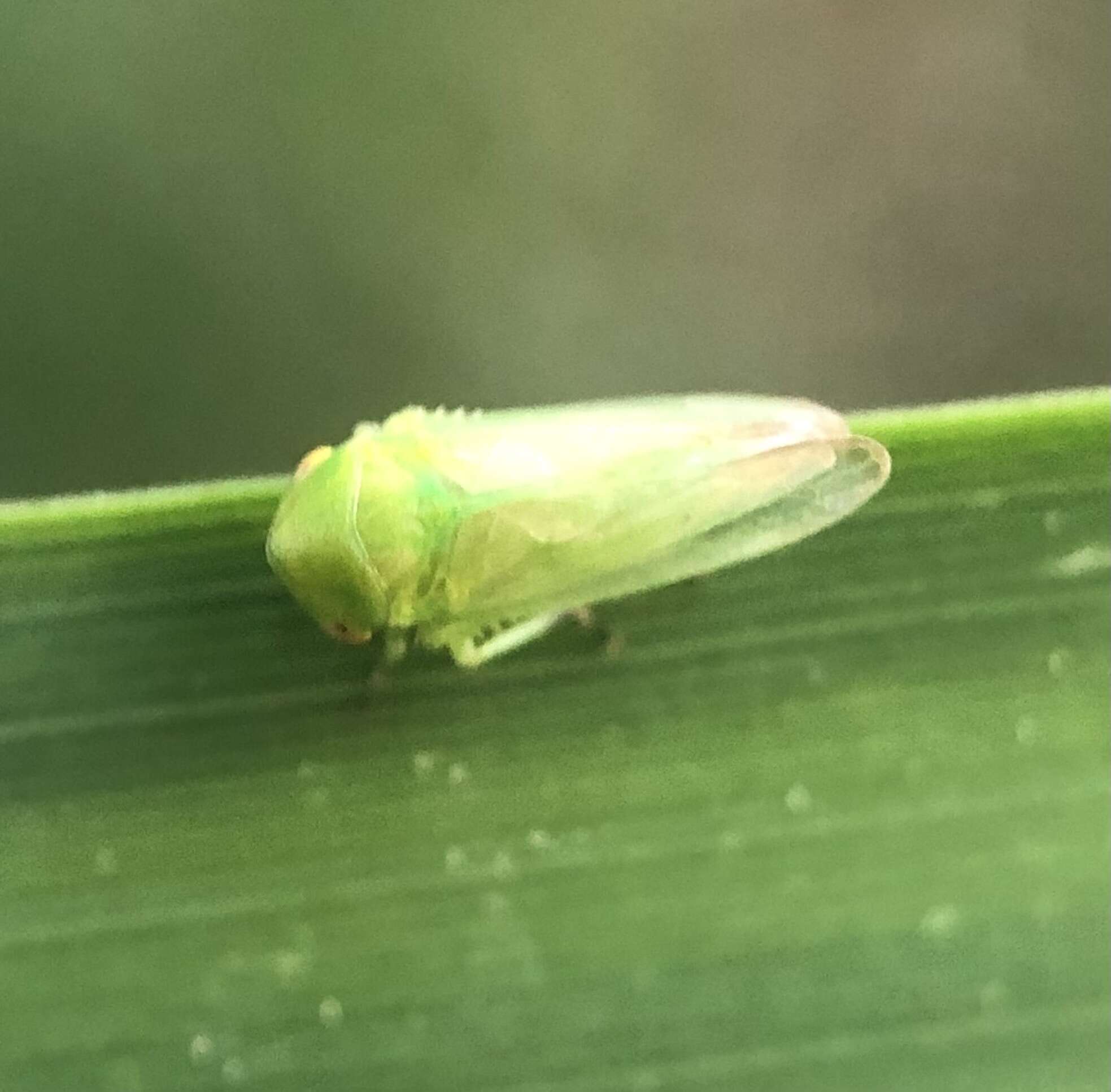 Image of Macropsis (Neomacropsis) decisa Hamilton 1983